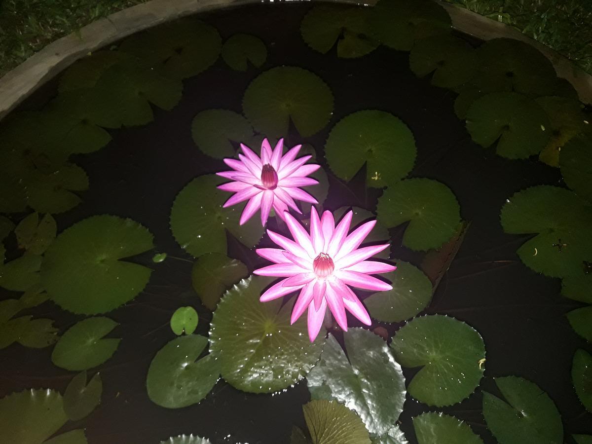 Sigiri Jungle Villa سيغيرِيا المظهر الخارجي الصورة
